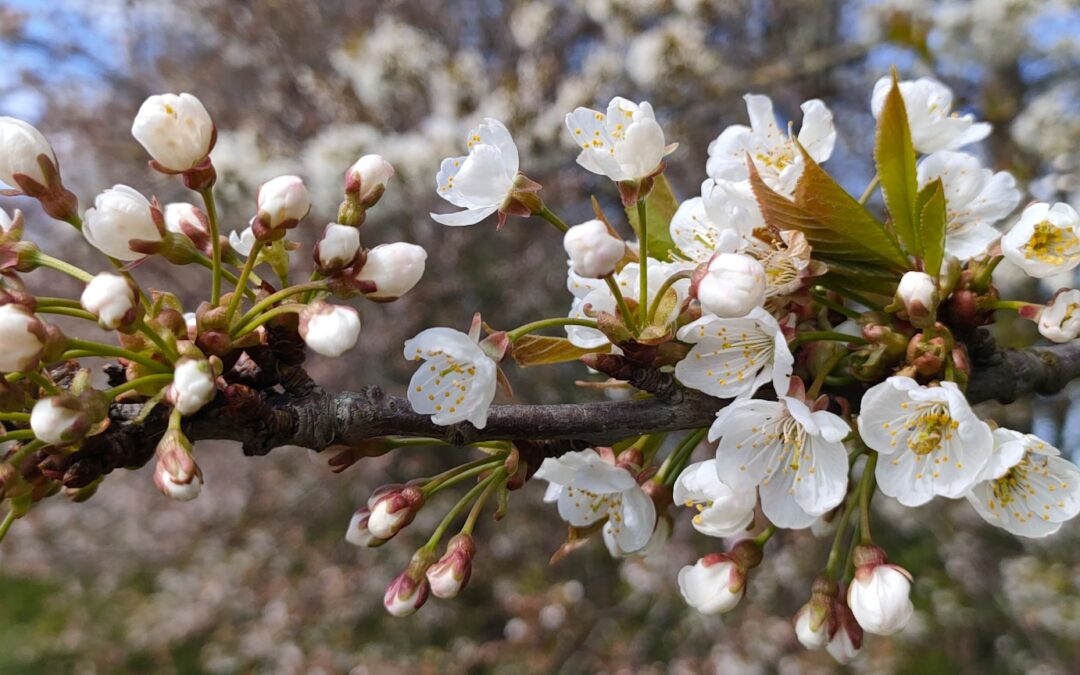 Lente: het seizoen waarin alles weer opent